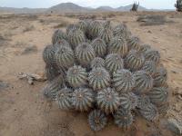 RCP26_Copiapoa_echinoides_T.jpg