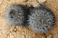 RCP27_Copiapoa_echinata.jpg