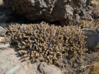 RCP2_Opuntia_sphaerica.jpg