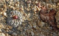 RCP32_Copiapoa_angustifolia.jpg