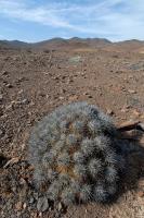 RCP33_Copiapoa_rubriflora_L.jpg