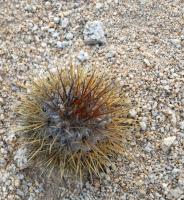 RCP34_Copiapoa_sp._cifuncho.jpg