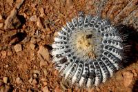 RCP35_Copiapoa_cinerea.jpg