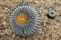 RCP36_Copiapoa_columna_alba.jpg