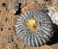 RCP37_Copiapoa_columna_alba.jpg