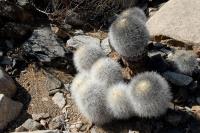RCP40_Copiapoa_krainziana.jpg
