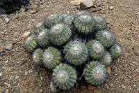 RCP41_Copiapoa_cierascens_Q.jpg