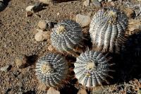 RCP42_Copiapoa_cinerea.jpg