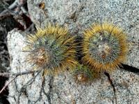 RCP43_Copiapoa_calderana_No.jpg