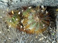 RCP44_Copiapoa_calderana_sp.jpg
