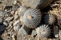 RCP46_Copiapoa_cinerea.jpg