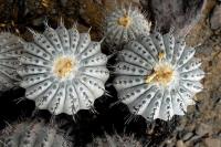 RCP47_Copiapoa_albispina_No.jpg