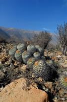 RCP48_Copiapoa_haseltoniana.jpg