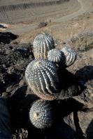 RCP49_Copiapoa_cinerea_Talt.jpg