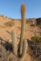 RCP4_Trichocereus_litoralis.jpg