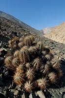 RCP50_Copiapoa_solaris_Boti.jpg