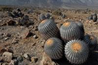RCP51_Copiapoa_haseltoniana.jpg
