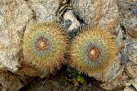 RCP55_Copiapoa_serpentisulc.jpg