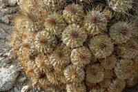 RCP56_Copiapoa_ahremephiana.jpg