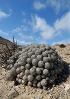RCP58_Copiapoa_dealbata_Lla.jpg