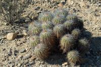 RCP59_Copiapoa_echinoides_L.jpg