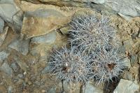 RCP60_Copiapoa_echinata_Nor.jpg