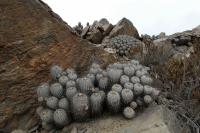 RCP61_Copiapoa_dealbata_Que.jpg