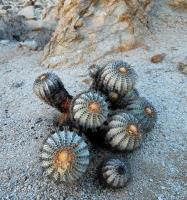 RCP63_Copiapoa_longistamine.jpg