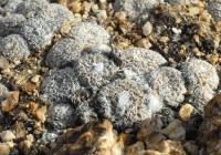 RCP64_Copiapoa_lauii.jpg