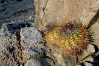 RCP65_Copiapoa_rupestris.jpg