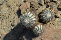 RCP66_Copiapoa_calderana_Qu.jpg