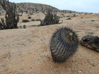 RCP67_Copiapoa_melanohistri.jpg