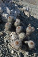 RCP68_Copiapoa_decorticans_.jpg