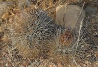 RCP6_Eriosyce_subgibbosa_Es.jpg