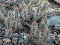RCP7_Eulychnia_castanea.jpg