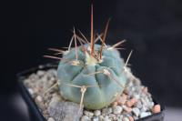 Gymnocalycium-armatum-HTH-105.jpg
