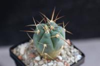 Gymnocalycium-cardenasianum-HTH-143.jpg