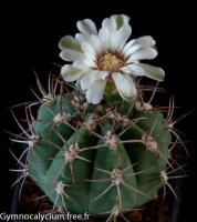 curvispinum-HV-339.jpg