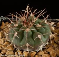 ochoterenae-ssp-vatteri-v-altautinense-HV-669.jpg