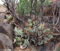 Adromischus suviridis JAA 1131.JPG
