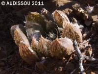 JAA 1078-Haworthia agnis Douse the Glim.JPG