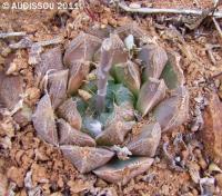 JAA 1132 Haworthia nortieri globosiflora Nuweplaas.JPG