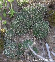 JAA 1134-Haworthia montana Ouberg Pass.JPG