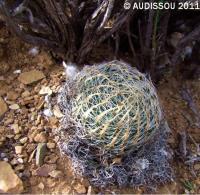 JAA 1143-H.arachnoideascabrispina.JPG