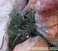 JAA 1151-Haworthia wittebergensis.JPG