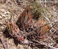 JAA 1173-Haworthia fasciata Lorie.JPG