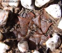 JAA 1198 Haworthia emelyae.JPG