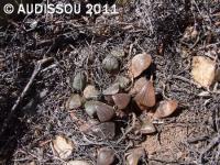 JAA 1201-Haworthia bayeri (De Rust).JPG
