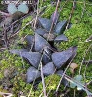 JAA 1219 H. atrofusca.JPG