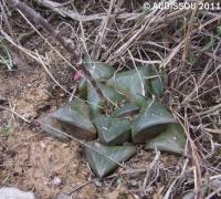 JAA 1220 Haworthia retusa.JPG